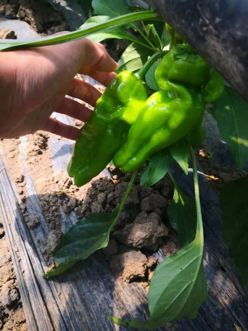 薄皮椒，线椒，大量上市，需要的老板可以提前预定