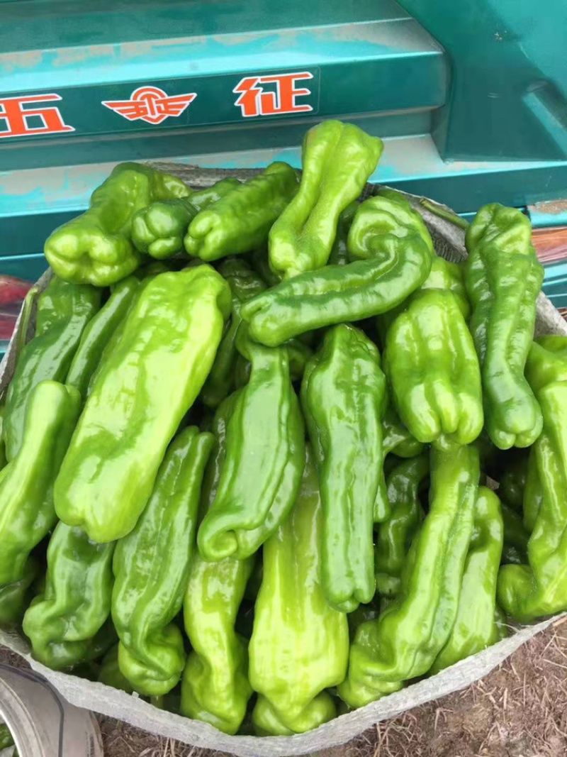 薄皮椒，线椒，大量上市，需要的老板可以提前预定