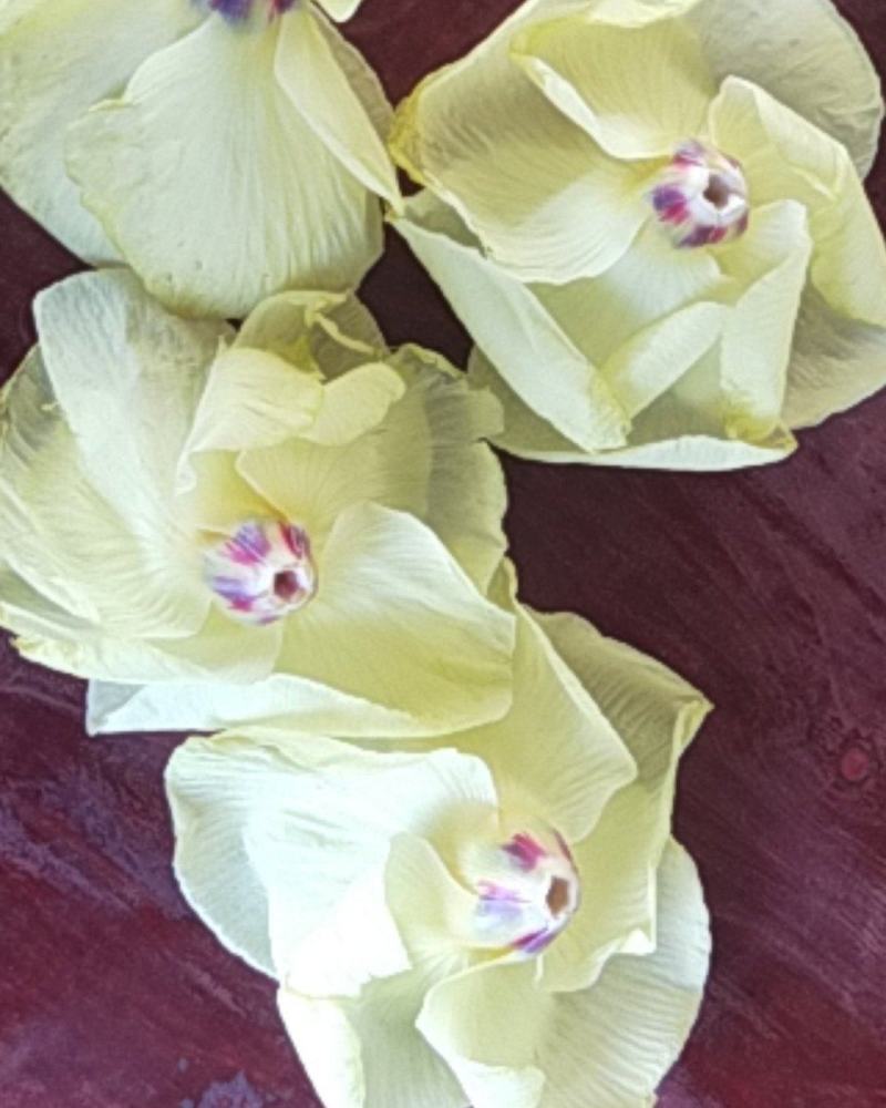 黄蜀葵花，自家种植加工