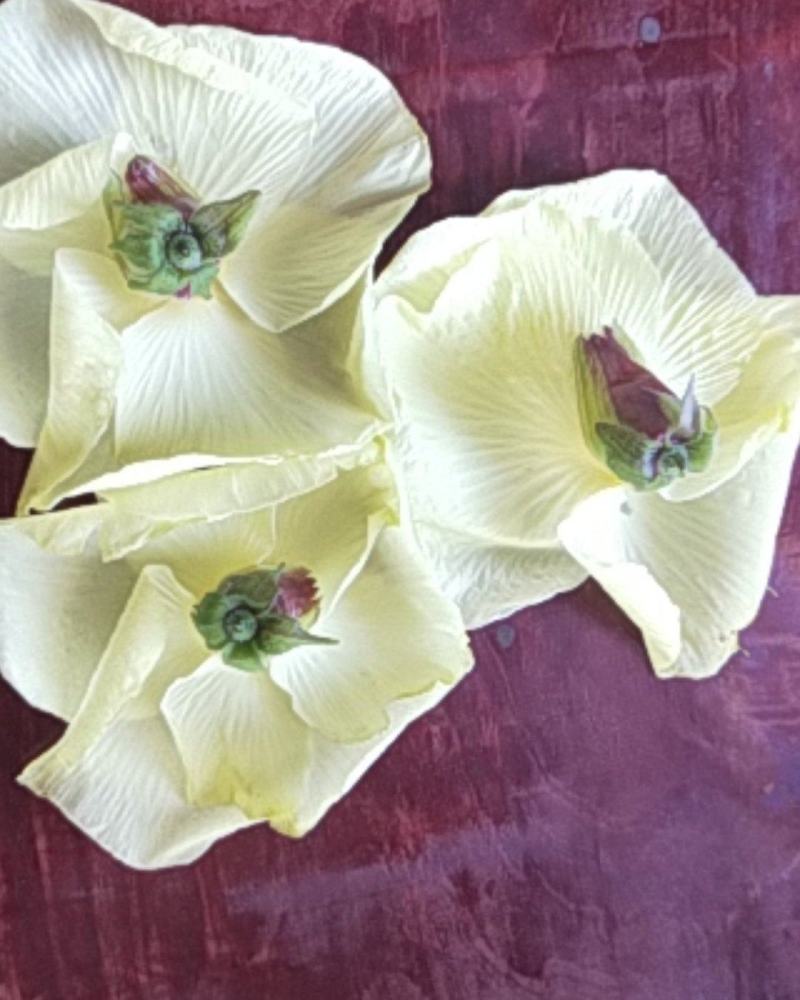 黄蜀葵花，自家种植加工