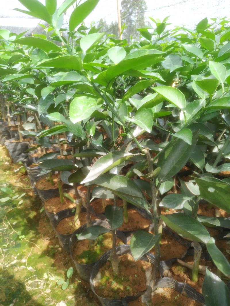 【热卖】纽荷尔脐橙苗/卡拉红肉脐橙苗地苗/杯苗假一赔百