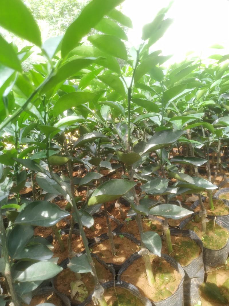 【热卖】纽荷尔脐橙苗/卡拉红肉脐橙苗地苗/杯苗假一赔百
