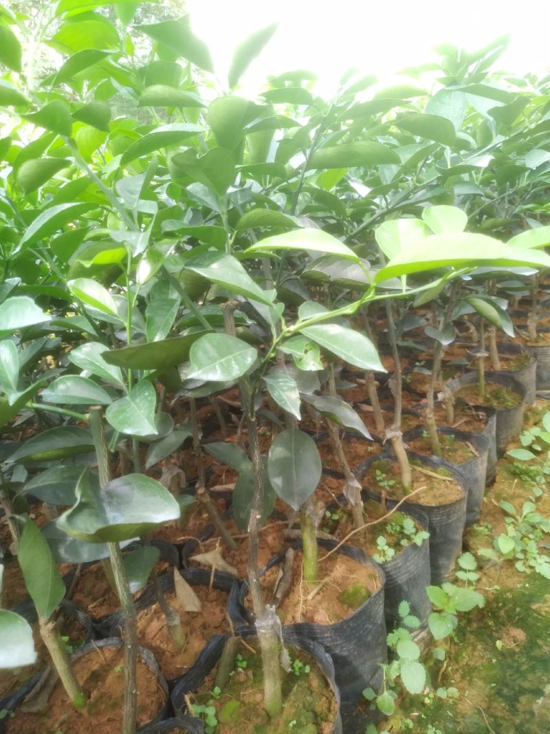 【热卖】纽荷尔脐橙苗/卡拉红肉脐橙苗地苗/杯苗假一赔百