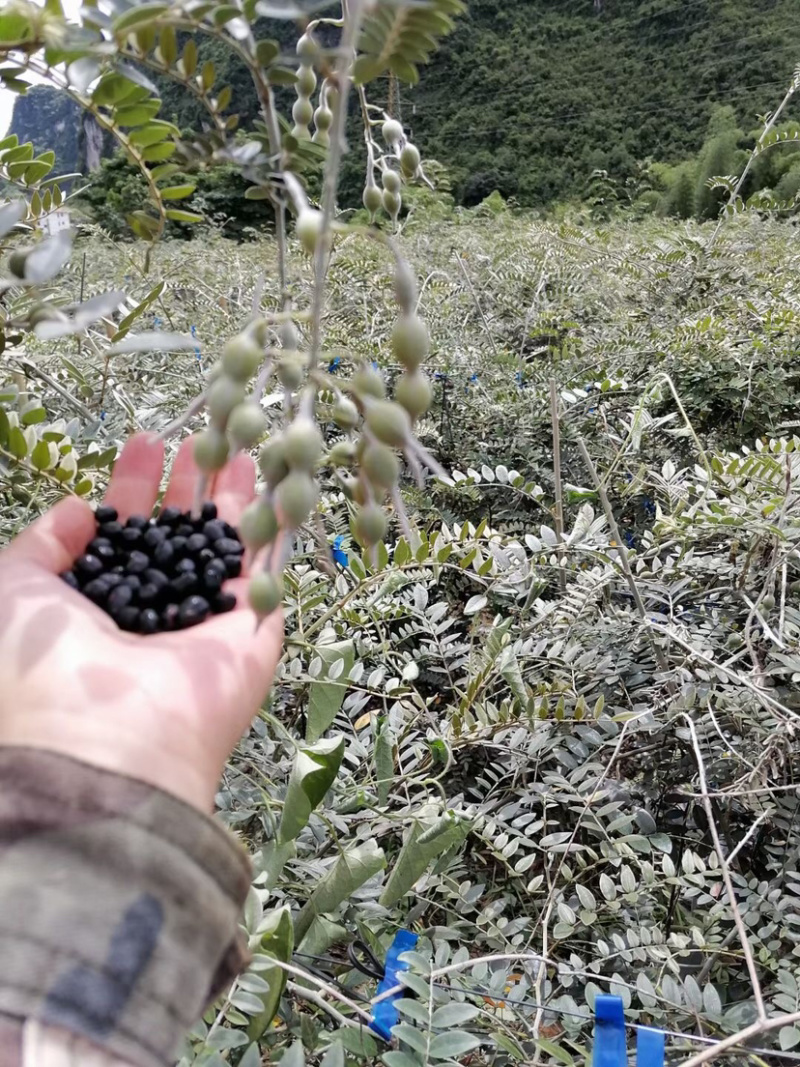 山豆根种子自然熟发芽率高