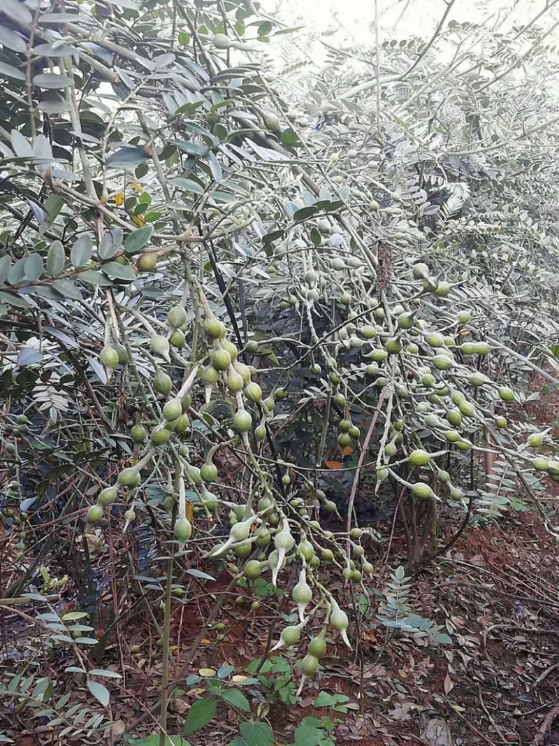 山豆根种子自然熟发芽率高