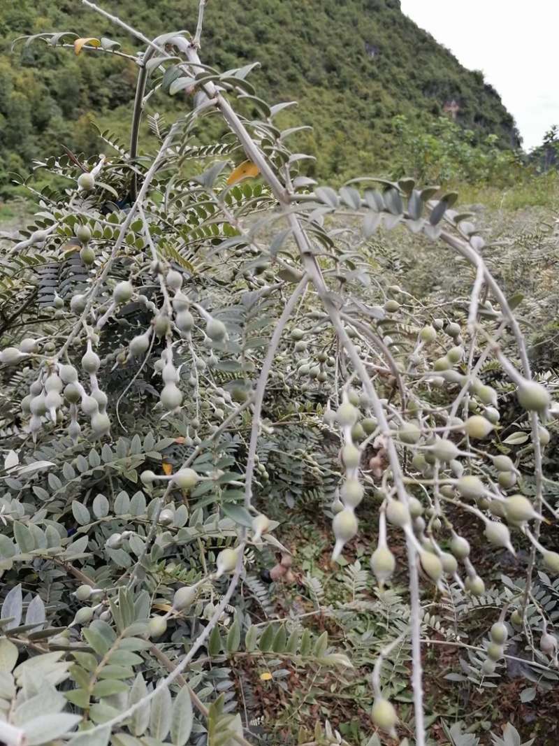 山豆根种子自然熟发芽率高