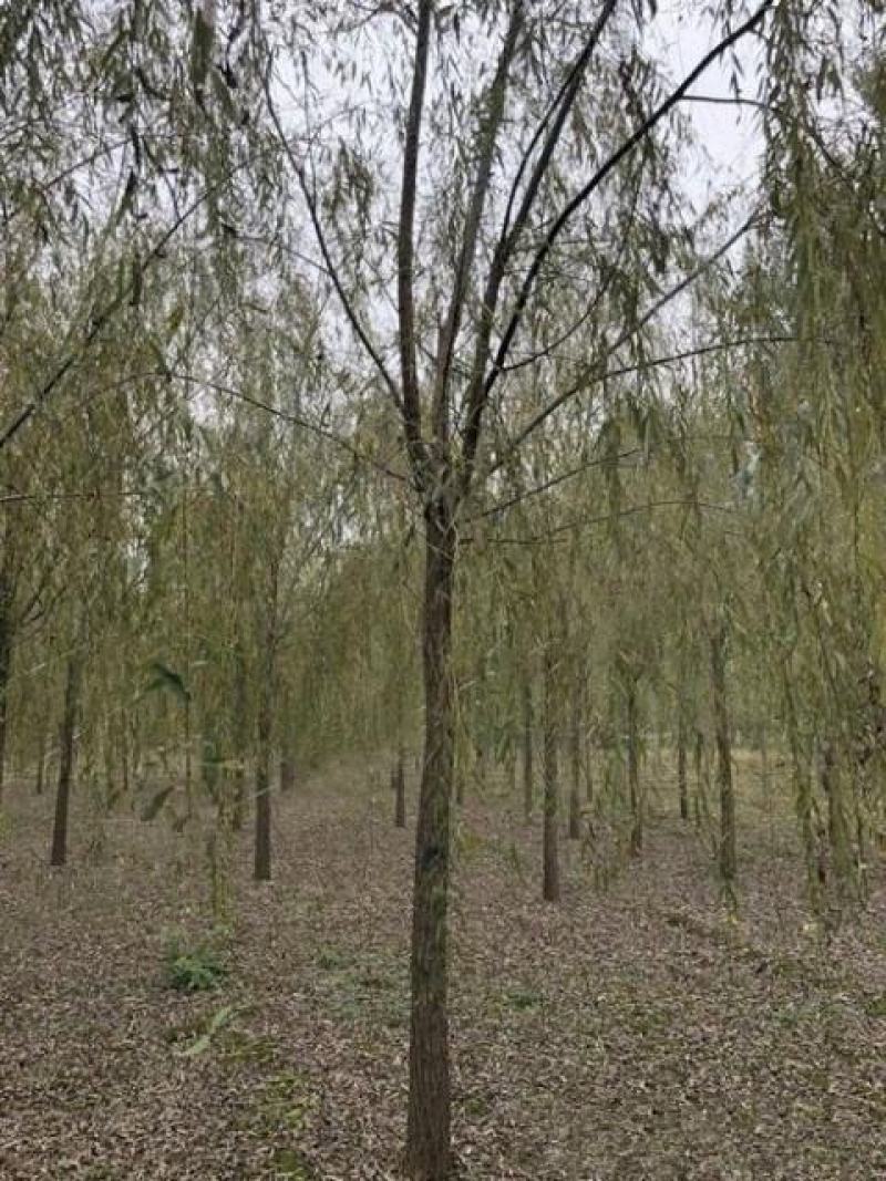 精品垂柳小苗垂柳树苗垂3-12公分工程苗