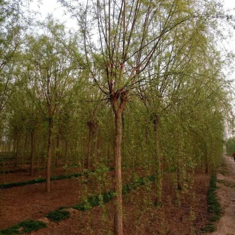 精品垂柳小苗垂柳树苗垂3-12公分工程苗