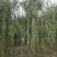 精品垂柳小苗垂柳树苗垂3-12公分工程苗