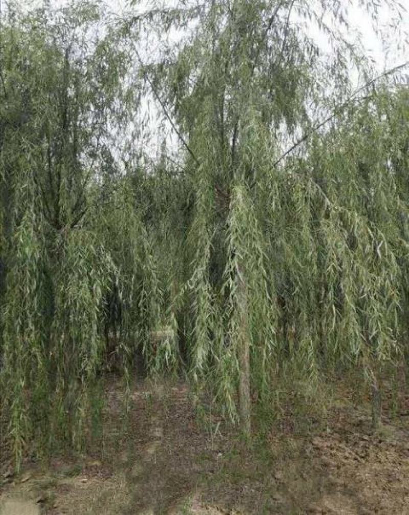 精品垂柳小苗垂柳树苗垂3-12公分工程苗
