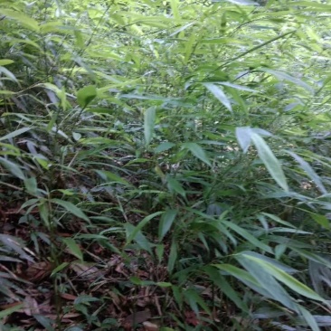 三月竹杯苗，2年苗，一杯多棵