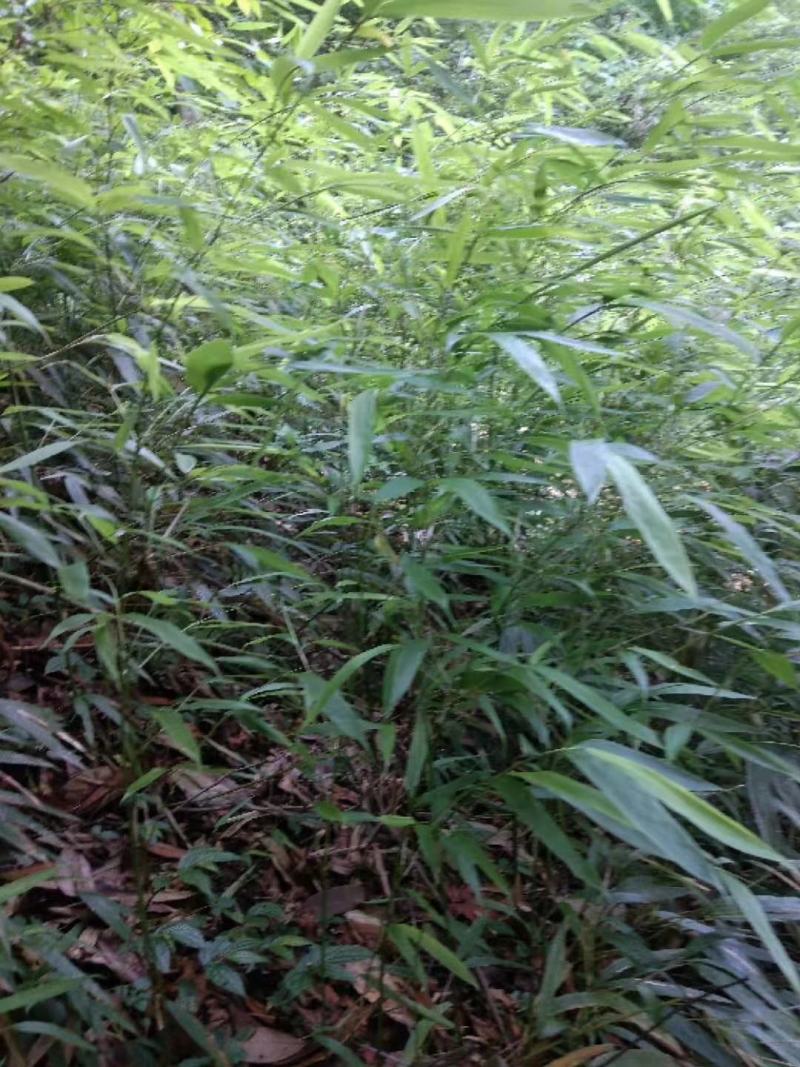 三月竹杯苗，2年苗，一杯多棵