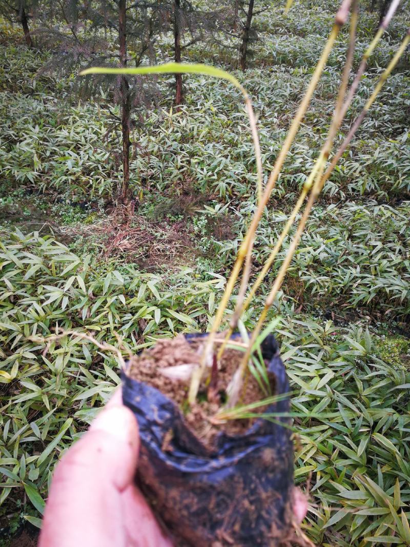 三月竹杯苗，2年苗，一杯多棵