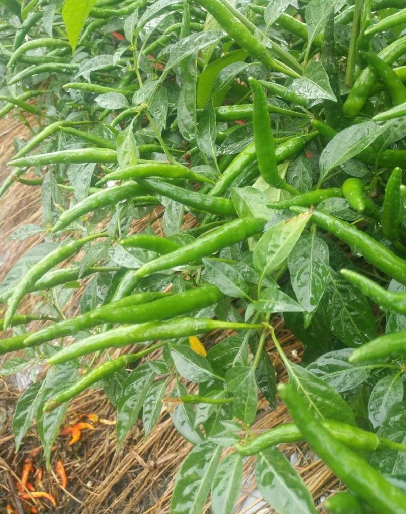 【辣椒苗】【推荐】加长指天椒苗朝天椒：苗场直供全基质穴盘苗