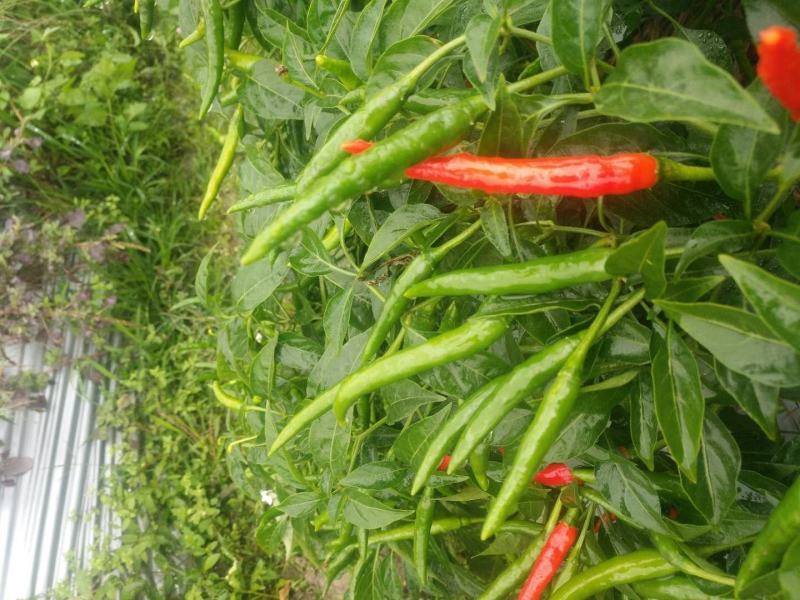 【辣椒苗】【推荐】加长指天椒苗朝天椒：苗场直供全基质穴盘苗