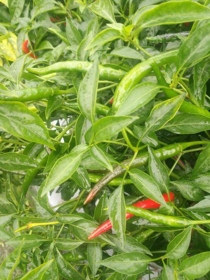 【辣椒苗】【推荐】加长指天椒苗朝天椒：苗场直供全基质穴盘苗