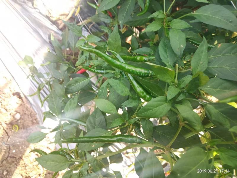 【辣椒苗】【推荐】加长指天椒苗朝天椒：苗场直供全基质穴盘苗