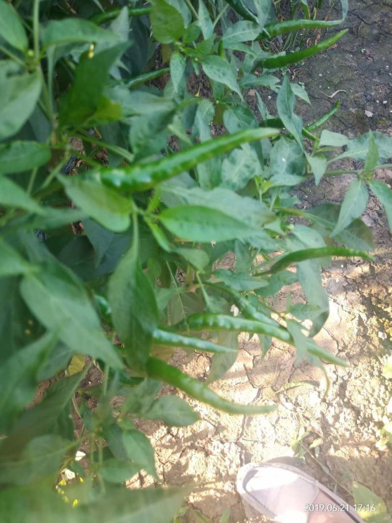 【辣椒苗】【推荐】加长指天椒苗朝天椒：苗场直供全基质穴盘苗