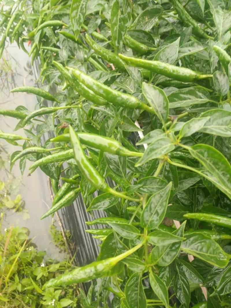 【辣椒苗】【推荐】加长指天椒苗朝天椒：苗场直供全基质穴盘苗
