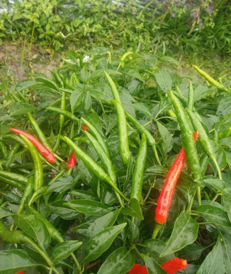 【辣椒苗】【推荐】加长指天椒苗朝天椒：苗场直供全基质穴盘苗