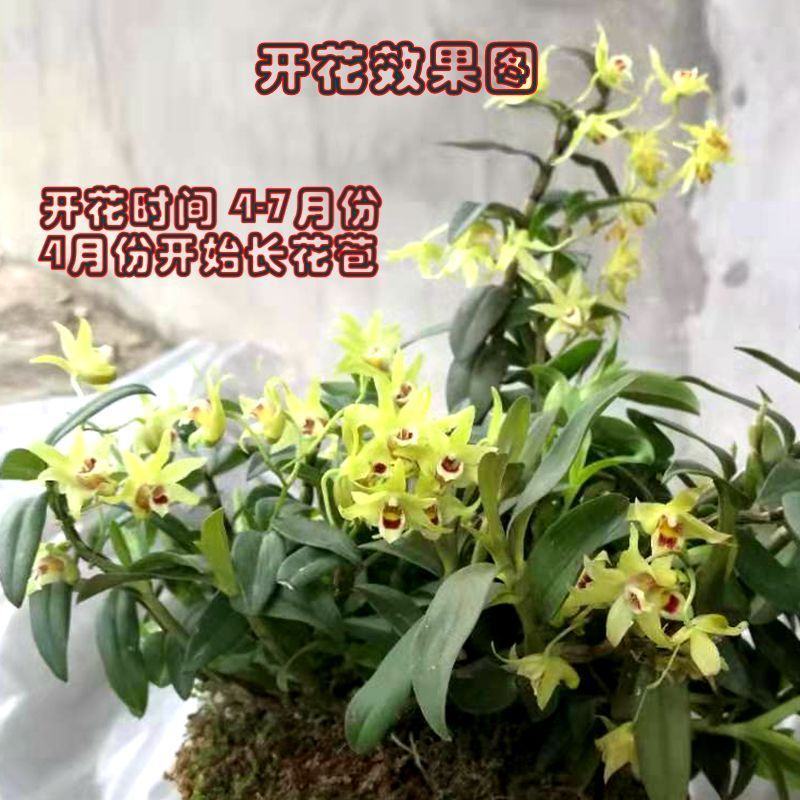 雁荡山可食用铁皮石斛苗木桩盆栽三年苗开花石斛苗室内外绿植