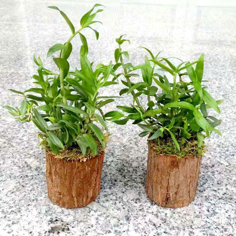 雁荡山可食用铁皮石斛苗木桩盆栽三年苗开花石斛苗室内外绿植