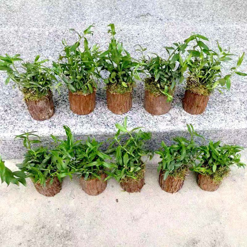 雁荡山可食用铁皮石斛苗木桩盆栽三年苗开花石斛苗室内外绿植