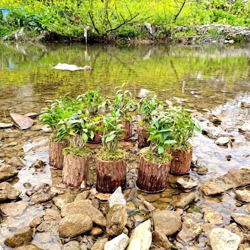 雁荡山可食用铁皮石斛苗木桩盆栽三年苗开花石斛苗室内外绿植
