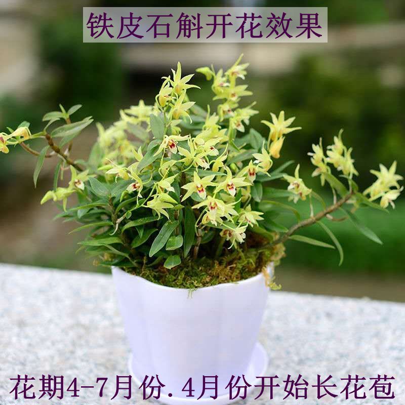 可食用雁荡山铁皮石斛苗三年苗开花红杆石斛兰室内外绿植花卉
