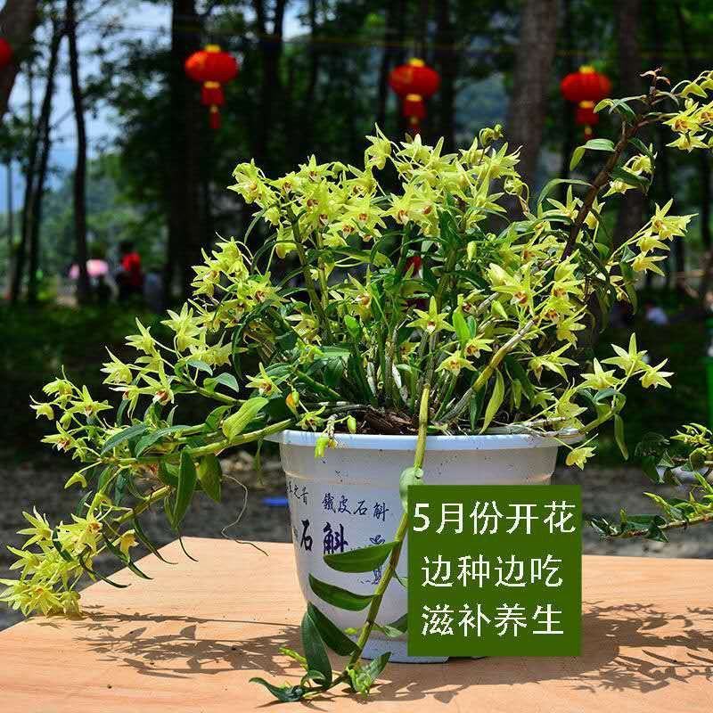 可食用雁荡山铁皮石斛苗三年苗开花红杆石斛兰室内外绿植花卉