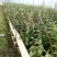 可食用雁荡山铁皮石斛苗三年苗开花红杆石斛兰室内外绿植花卉