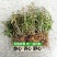 可食用雁荡山铁皮石斛苗三年苗开花红杆石斛兰室内外绿植花卉