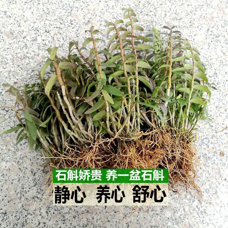 可食用雁荡山铁皮石斛苗三年苗开花红杆石斛兰室内外绿植花卉
