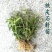 可食用雁荡山铁皮石斛苗三年苗开花红杆石斛兰室内外绿植花卉