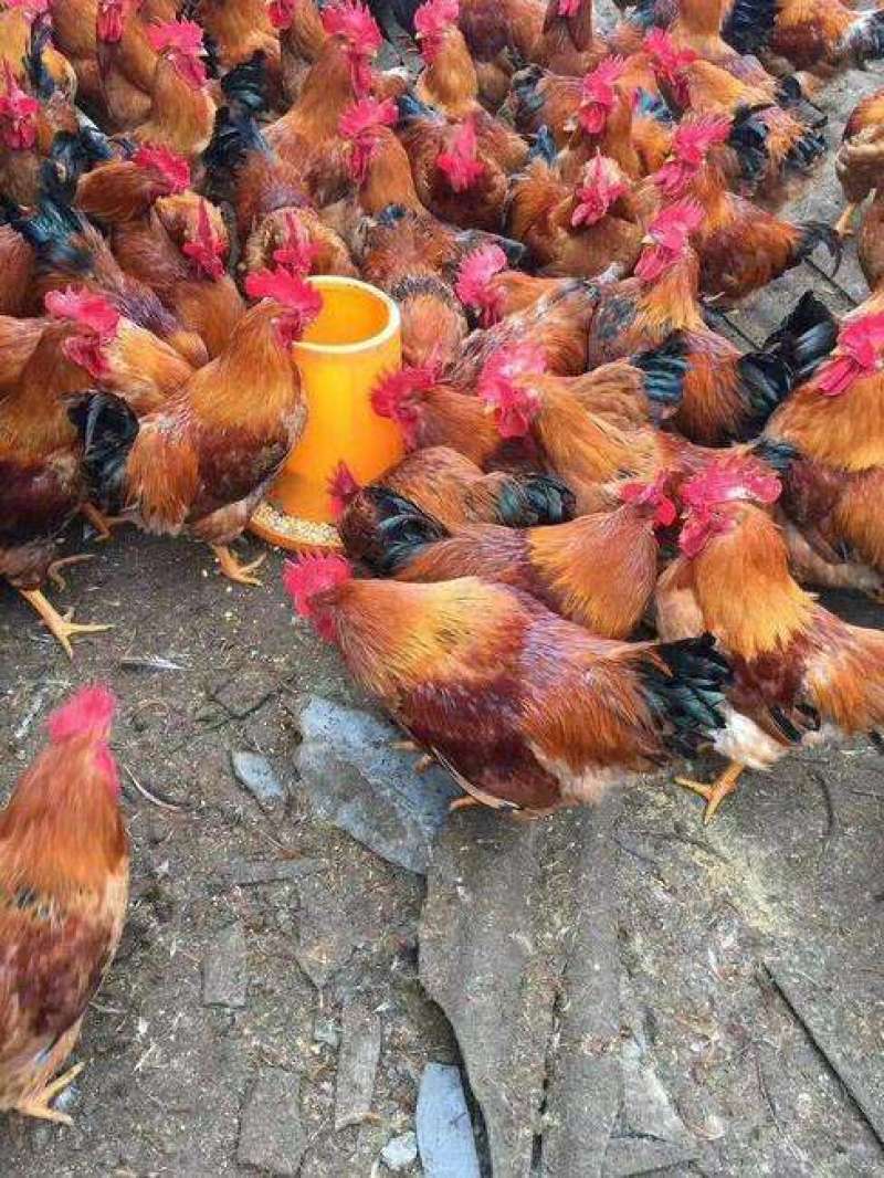 【正宗良凤花鸡苗、肉鸡苗】质量保证，包疫苗包成活包邮