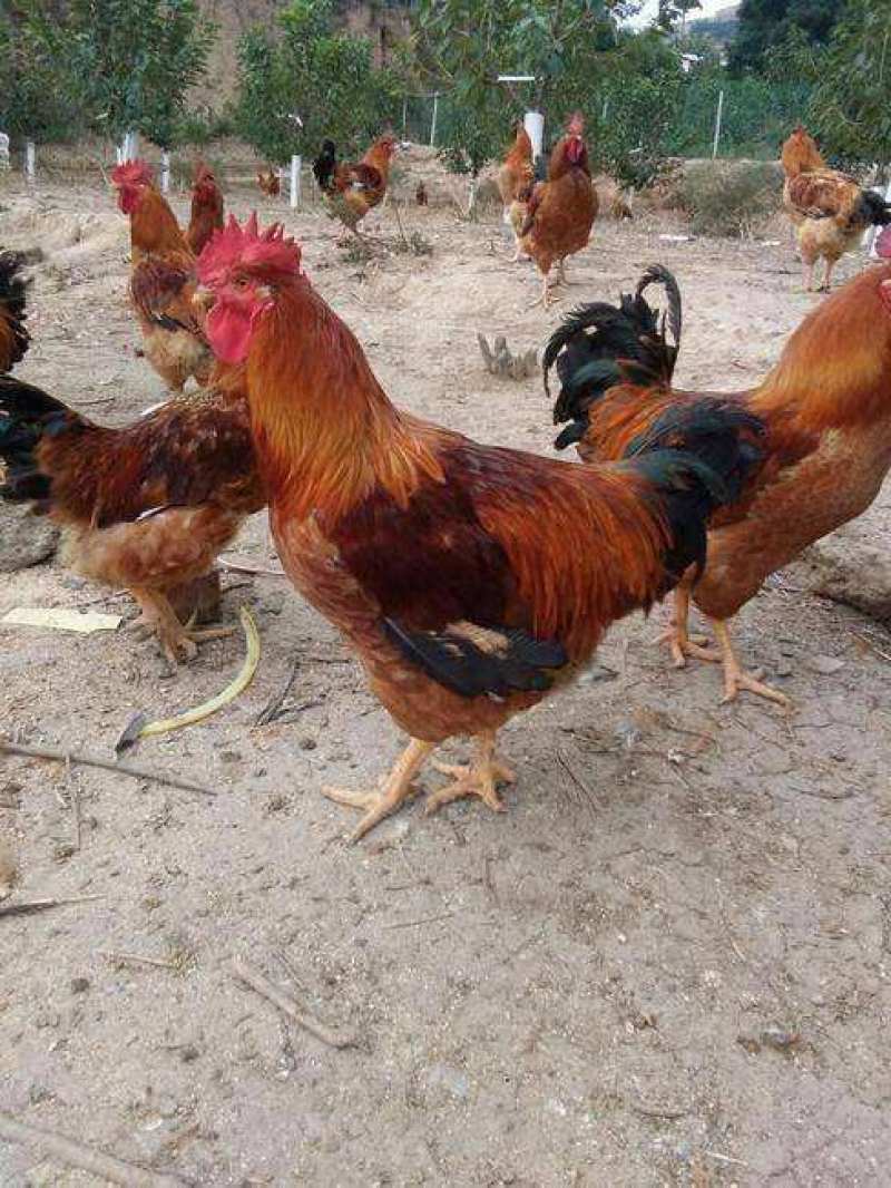 【正宗良凤花鸡苗、肉鸡苗】质量保证，包疫苗包成活包邮