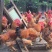 【正宗良凤花鸡苗、肉鸡苗】质量保证，包疫苗包成活包邮