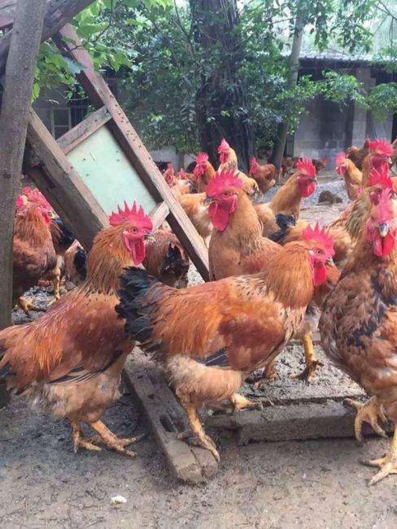 【正宗良凤花鸡苗、肉鸡苗】质量保证，包疫苗包成活包邮