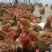 【正宗良凤花鸡苗、肉鸡苗】质量保证，包疫苗包成活包邮