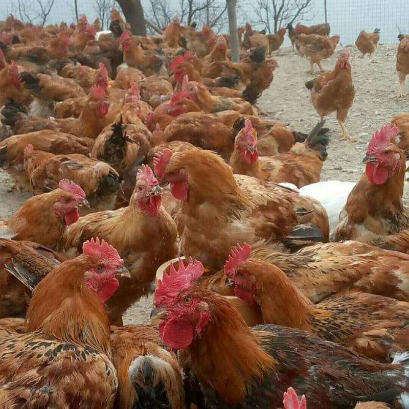 【正宗良凤花鸡苗、肉鸡苗】质量保证，包疫苗包成活包邮