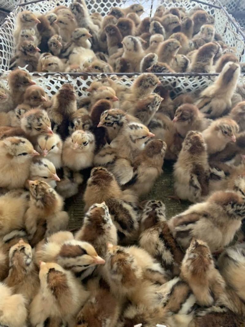 【正宗良凤花鸡苗、肉鸡苗】质量保证，包疫苗包成活包邮