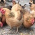 【正宗良凤花鸡苗、肉鸡苗】质量保证，包疫苗包成活包邮