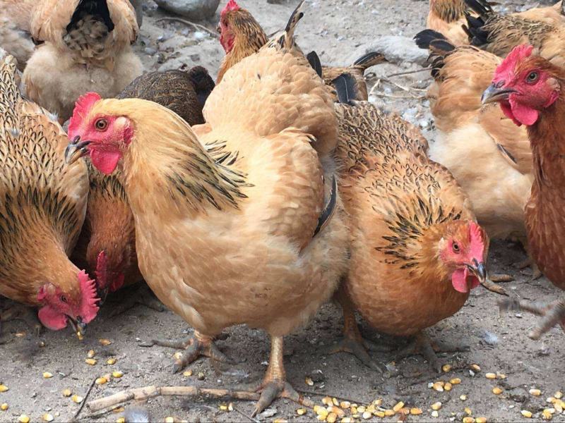 【正宗良凤花鸡苗、肉鸡苗】质量保证，包疫苗包成活包邮
