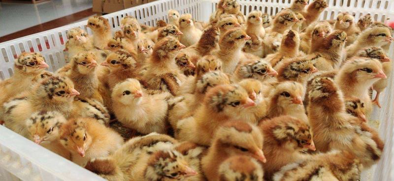 【正宗良凤花鸡苗、肉鸡苗】质量保证，包疫苗包成活包邮