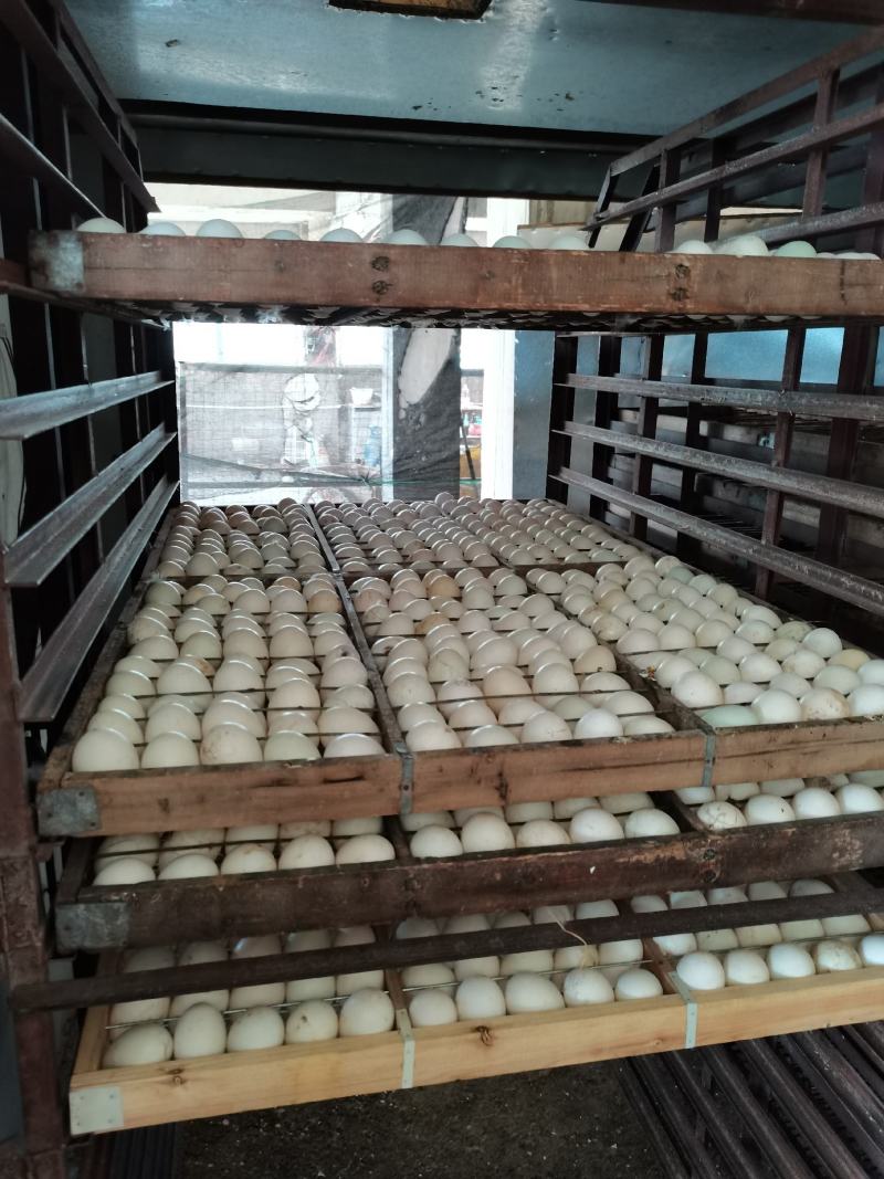 【正宗良凤花鸡苗、肉鸡苗】质量保证，包疫苗包成活包邮