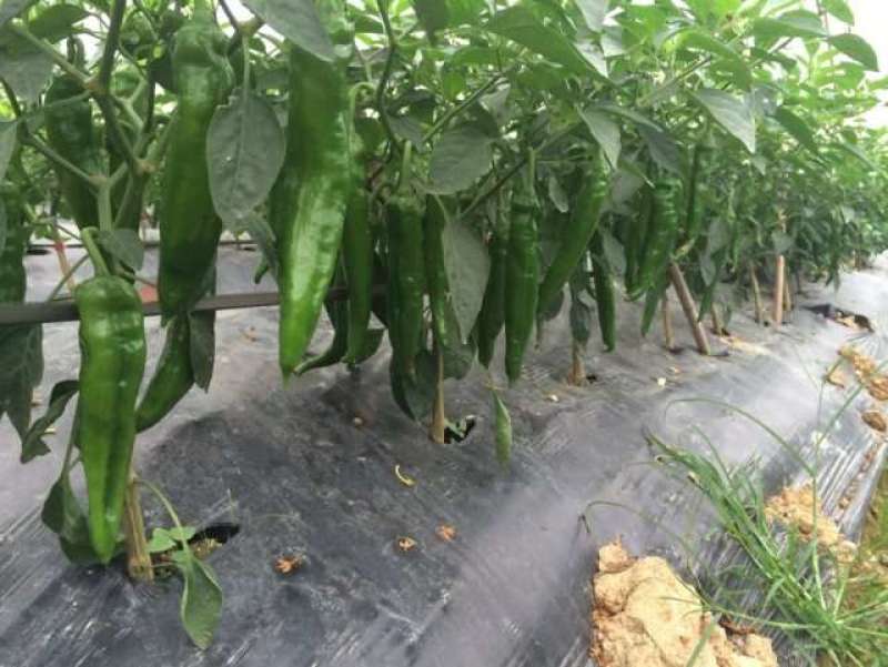 广东省辣椒苗青皮尖椒苗薄皮：牛角椒苗：苗场直供全基质苗