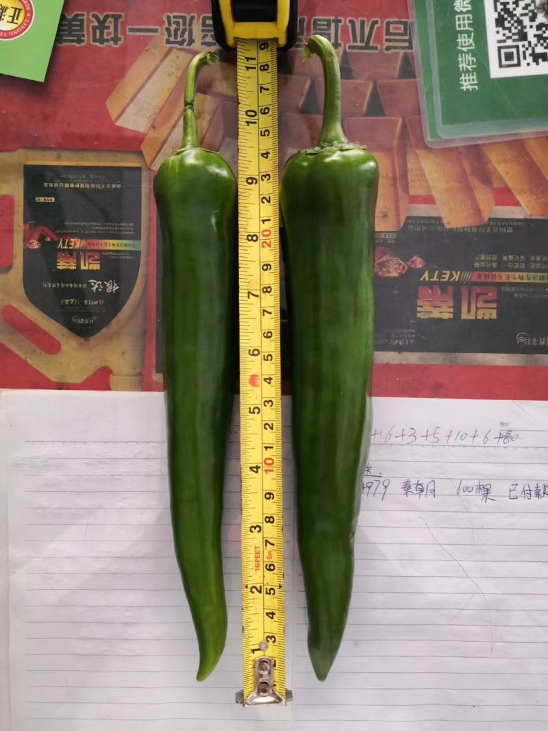 广东省辣椒苗青皮尖椒苗薄皮：牛角椒苗：苗场直供全基质苗