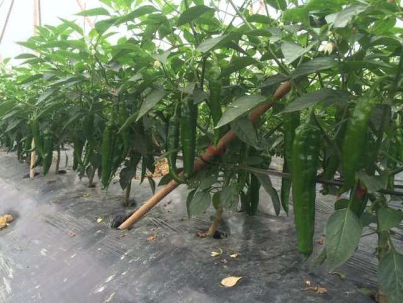 广东省辣椒苗青皮尖椒苗薄皮：牛角椒苗：苗场直供全基质苗