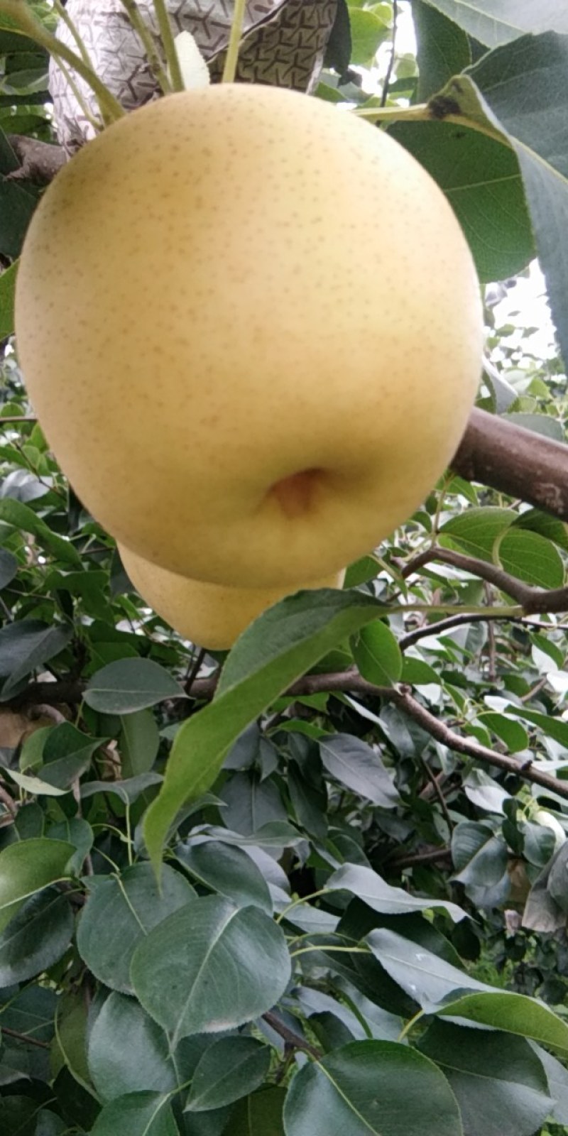 出售皇冠梨有几万斤出售