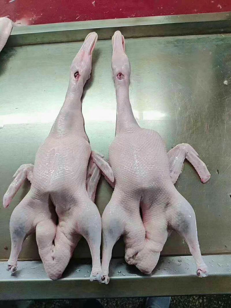 1700克新货一级沂南樱桃谷瘦肉型全净膛白条鸭